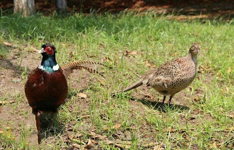 公母七彩野鸡标本山鸡野鸡假媒假煤假寐竹鸡竹纤维制作