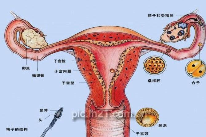 子宫切除后有什么影响?