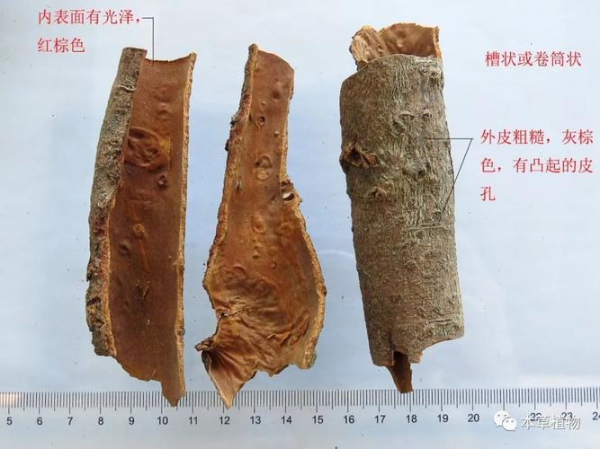 来源:药用植物图鉴公众号 4,肉桂:樟科植物肉桂的干燥树皮 肉桂饮片