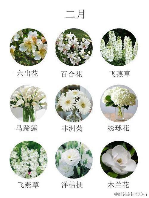 1月——12月不同季节的花材名称,收藏!