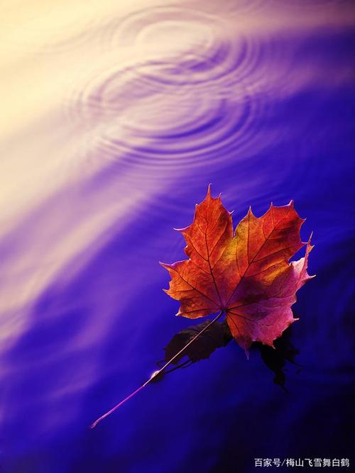 风中飘飞的那片秋叶