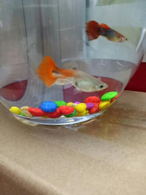 这条母孔雀鱼怎么了,身上有的部位黑了,昨天还好好的呢