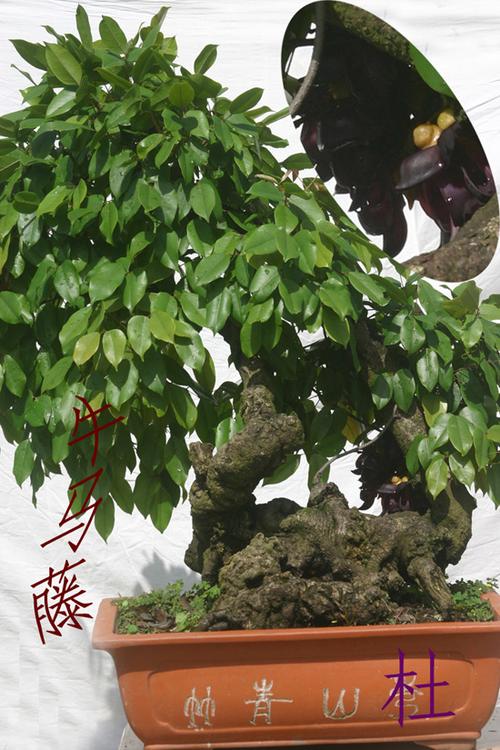 牛马藤图 片
