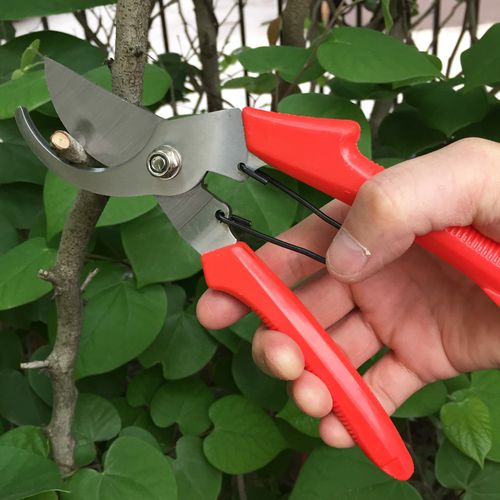 剪枝剪刀果树花剪园艺剪刀修枝剪省力园林剪家用果树修剪树枝强力