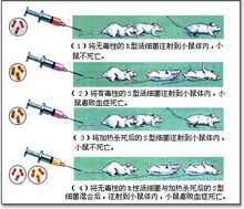 格里菲斯转化实验