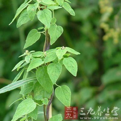 生甘草的功效与作用 生甘草的用处有哪些(3)