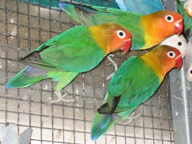  p>桃脸牡丹鹦鹉(学名: i>agapornis roseicollis /i>):体长一般在15