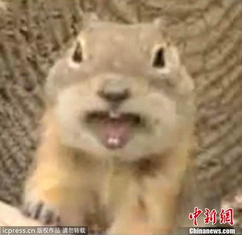 会笑的小土拨鼠成youtube大明星