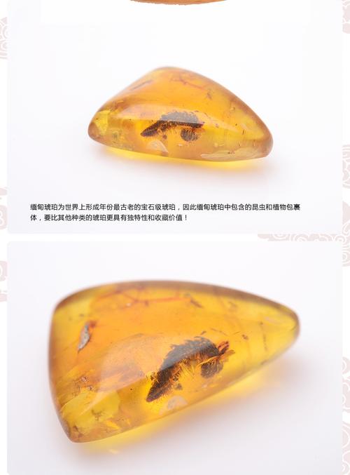 ecats 天然缅甸琥珀矿珀 虫珀 罕见毛毛虫包体 权威鉴定证书