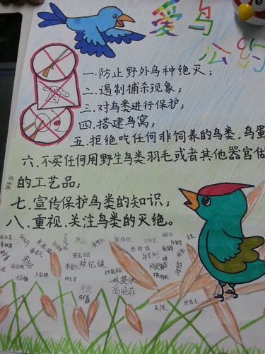 爱鸟周班会