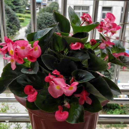 这几株海棠花,已经长花蕊了,花色艳丽,花瓣中带有红色的翅,这花