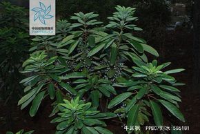 牛耳枫