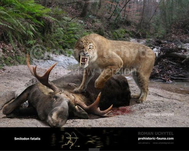 动物|鸟类|剑齿虎