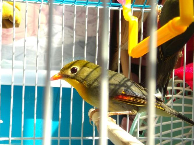 买了两只相思鸟,帮忙分辨一下公母