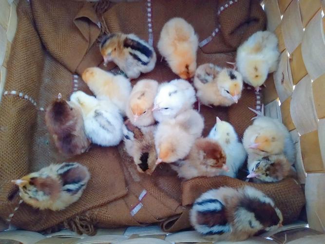 宝宝的过程中学会了查找资料,书籍,了解了蛋宝宝生长所需的各种条件