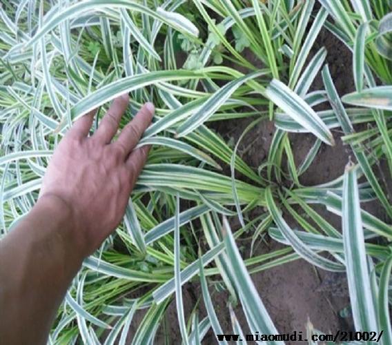 常年批发供应金边麦冬草地被植物麦冬草金边麦冬草小苗斑叶麦冬