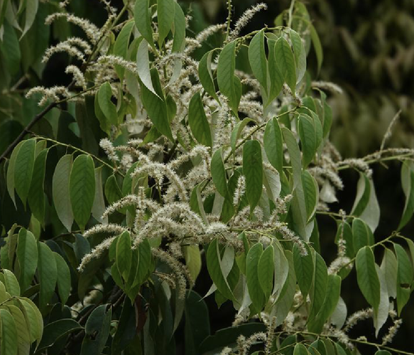 >植物,常绿 a href="#" data-lemmaid="5862186">乔木 /a>,树高达25米