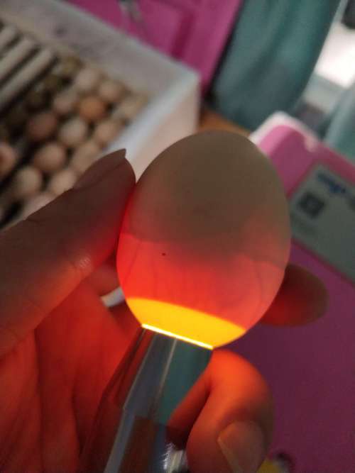 神奇的生命之旅之鸡蛋孵化篇第十六天