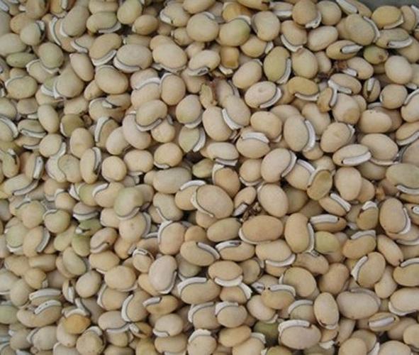 煜庭药业白扁豆