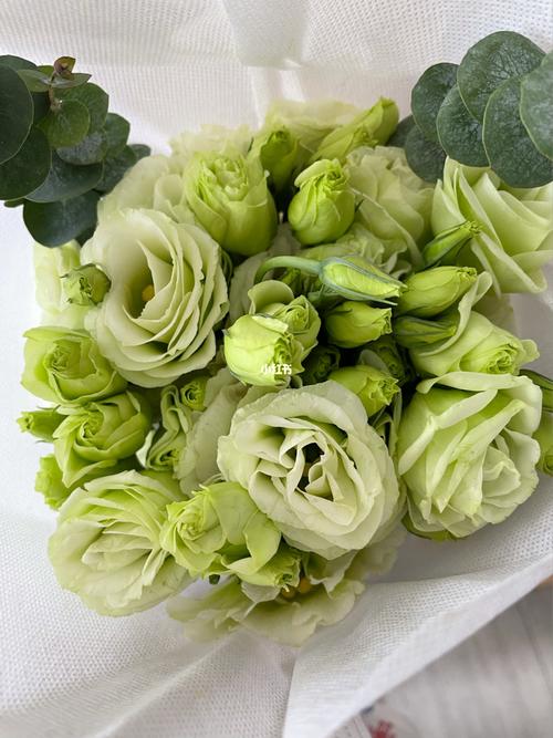 绿色桔梗花也太美了_桔梗_鲜花_幸福感_鲜花分享_家居