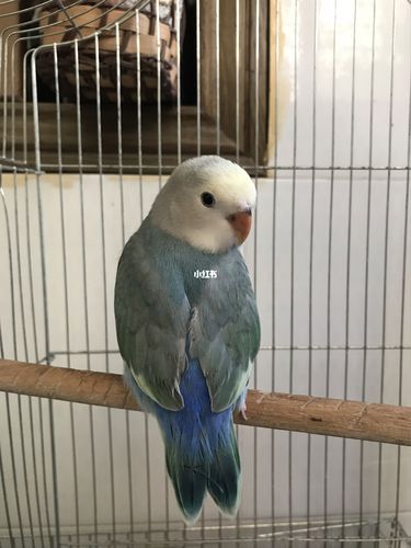 先来的小伙伴 花桃_鹦鹉_牡丹鹦鹉_宠物_宠物其他