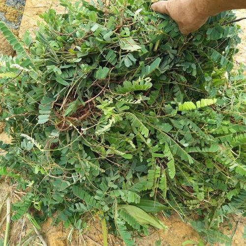 广东省云浮市郁南县常山 纯野生鸡骨草