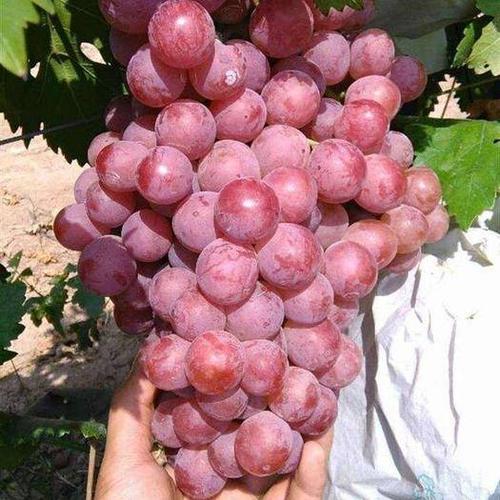 红地球葡萄苗