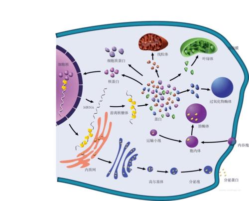 图丨氧化磷酸化