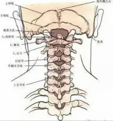颈椎分七段,每段不好都会产生不同的疾病 ""