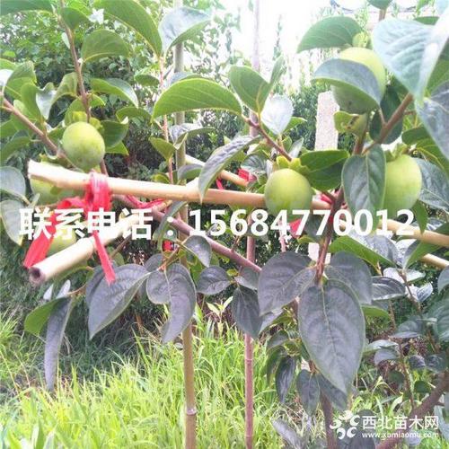 富平尖柿子树苗哪里有卖,富平尖柿子树苗出售批发