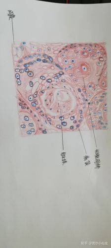 病理学画图红蓝铅笔