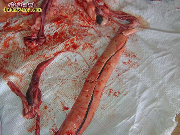 【蛇器官图解】蛇解剖图