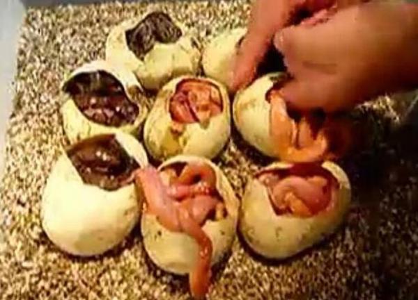 一共有八个蛋,一个蛋里有三条小蛇,最多的一个蛋里面有四条小蛇,看着