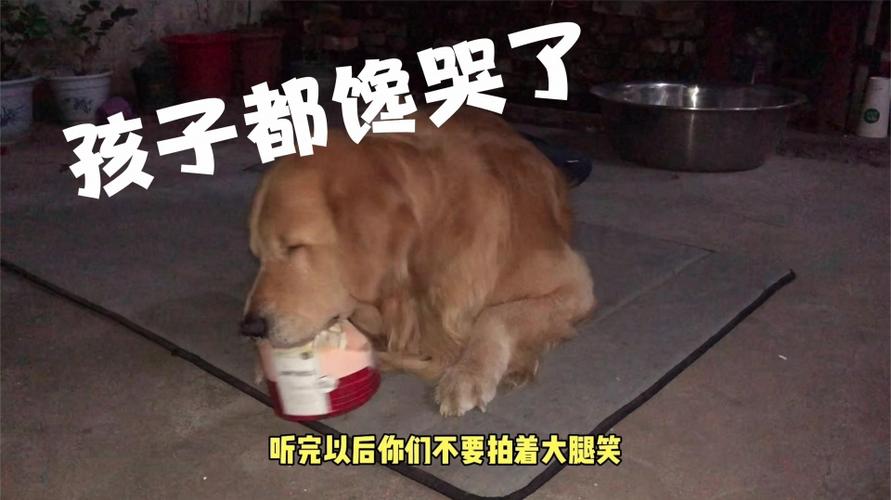 宠物主人买了蛋糕金毛没吃够都馋哭了公布减肥结果大家笑趴了