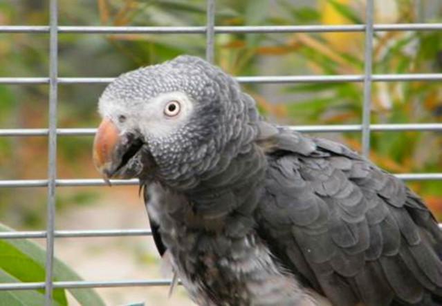 和非洲灰鹦鹉一样会说话的提姆那鹦鹉,专家:新发现它的4个功能