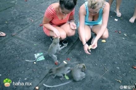 关爱小动物 人人有责 [图片1] 假奶之风已经蔓