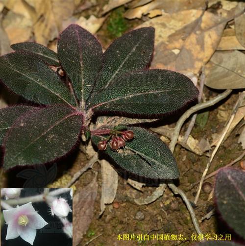 20191231虎舌红ardisiamamillatahance