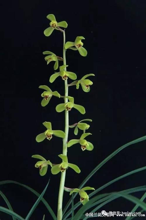 端梅,蕙兰新八种之首,其花品无需描述,名字就能说明一切.