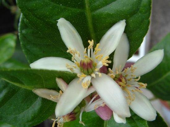 水果花系列之(五十五)香橼花一一此水果因为太酸了不能直接食用,可以