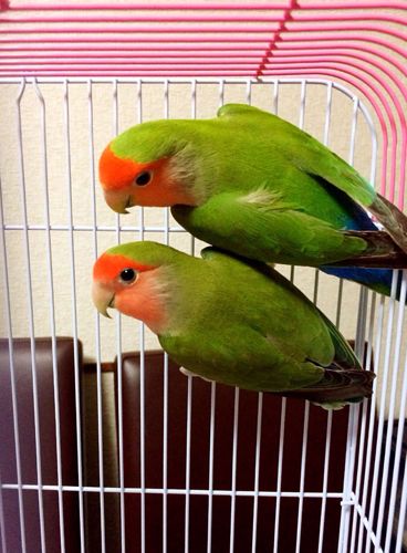 这是什么品种鹦鹉啊 是虎皮的还是牡丹还是亚马逊的呀