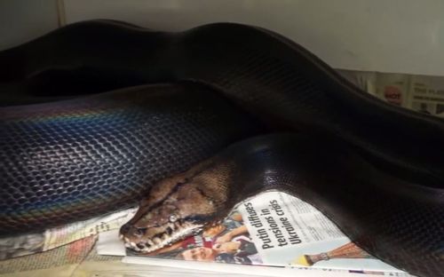 成体黑金童网纹蟒颜值与霸气并存