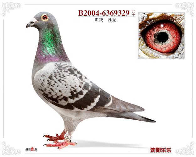 极品凡龙_沈阳乐乐_ ag188.com爱鸽商城_中国信鸽信息