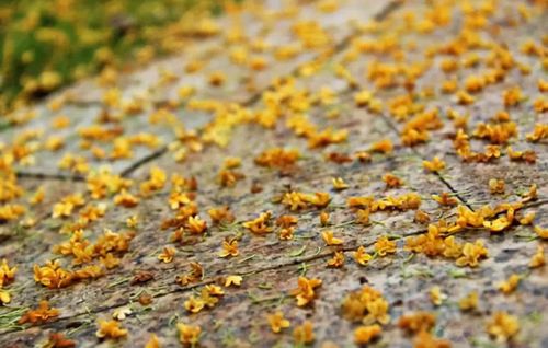 一场秋雨一场凉 汉中满城桂花香