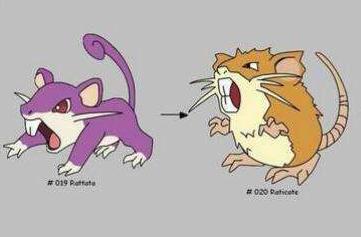 《精灵宝可梦》那些一言不合就同归于尽的精灵,拉达也能教做人!