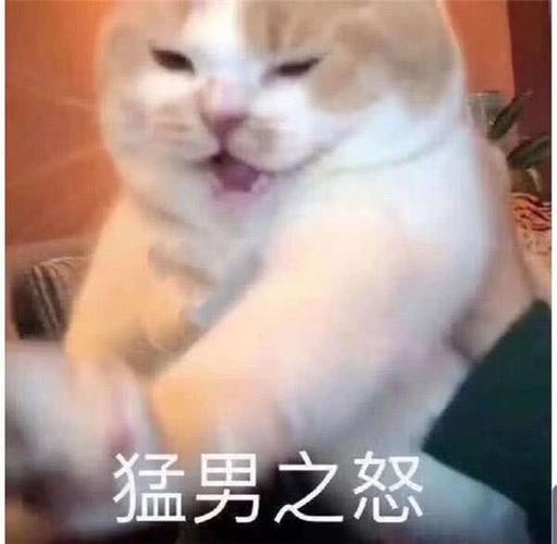 可爱猫咪搞笑表情包:看我猛男之怒!