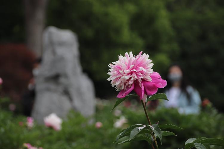 芍药～扬州市花