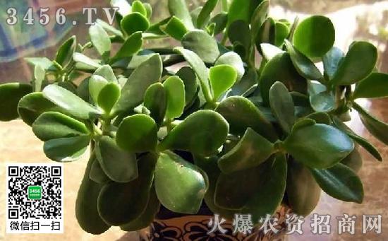 盆栽八宝树怎么养 八宝树的养殖方法