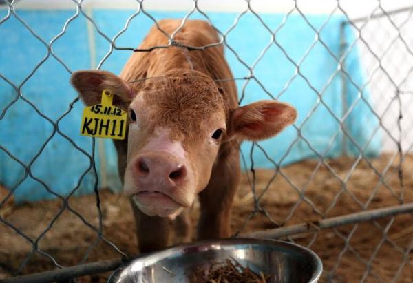 1块牛耳朵克隆6只牛犊 长成后身价将超30万 揭秘什么是克隆?