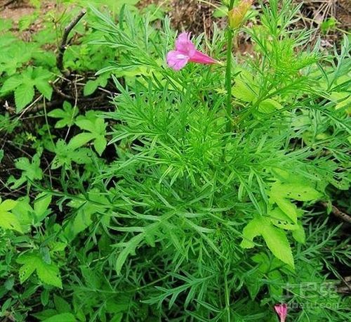 一枝蒿种植及其作用介绍