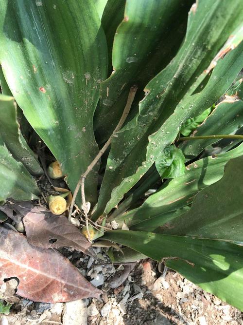 2020神农架纯野野生开口箭咽喉咙口腔上火开喉剑其他药食同源食品